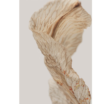 Poster minimalista fotografía macro de una hoja - TenVinilo