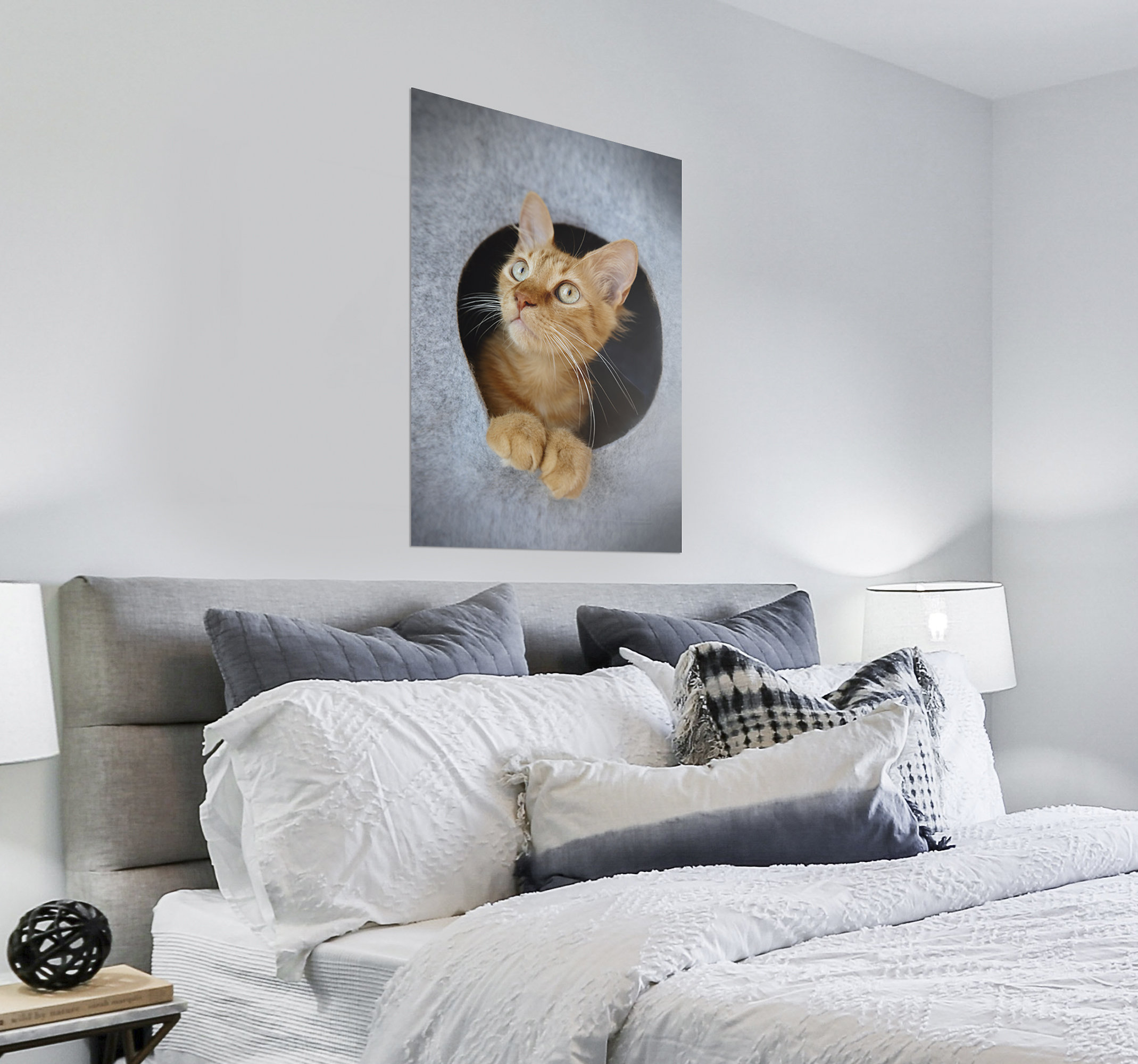 Póster decorativo gato asomado