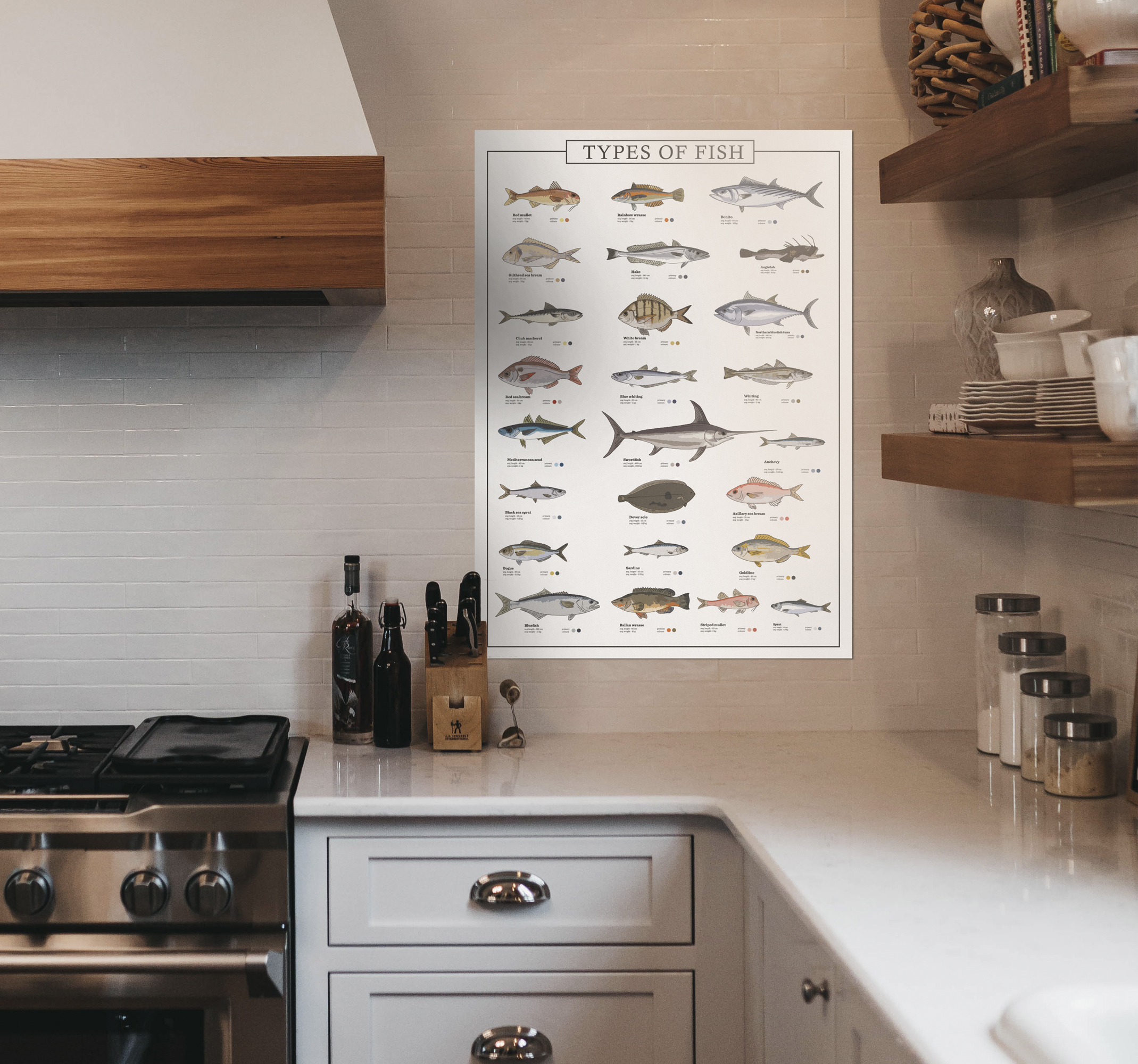 Póster decorativo tipos de peces