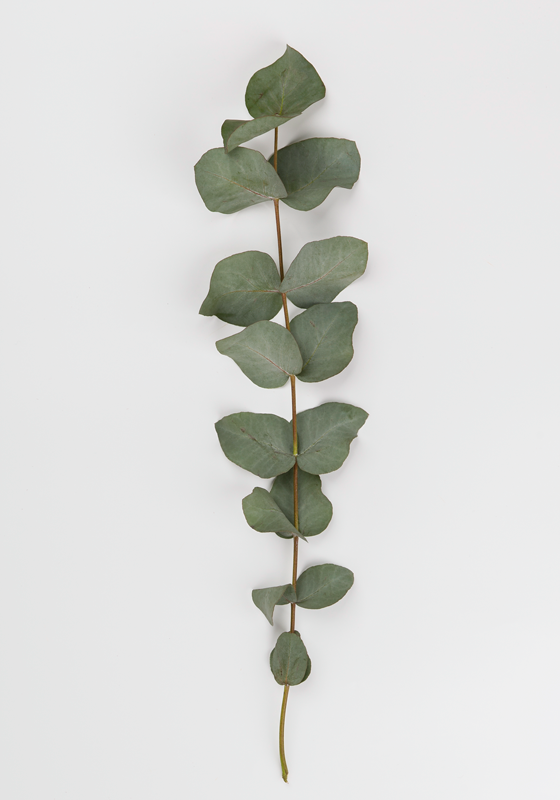 Poster plante avec des feuilles d'eucalyptus - TenStickers