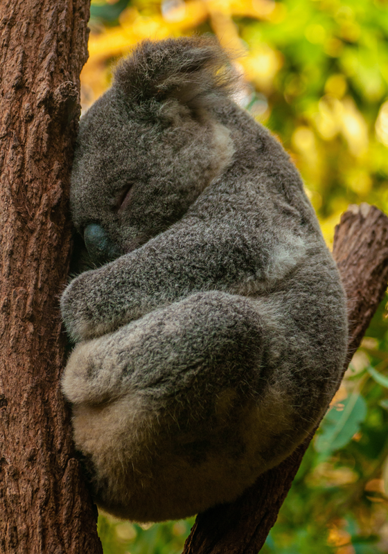 Koala is sleeping poster for teenager