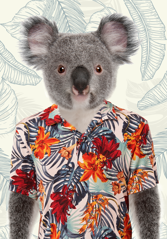 Poster Teenagerzimmer TenStickers Koala eleganter 
