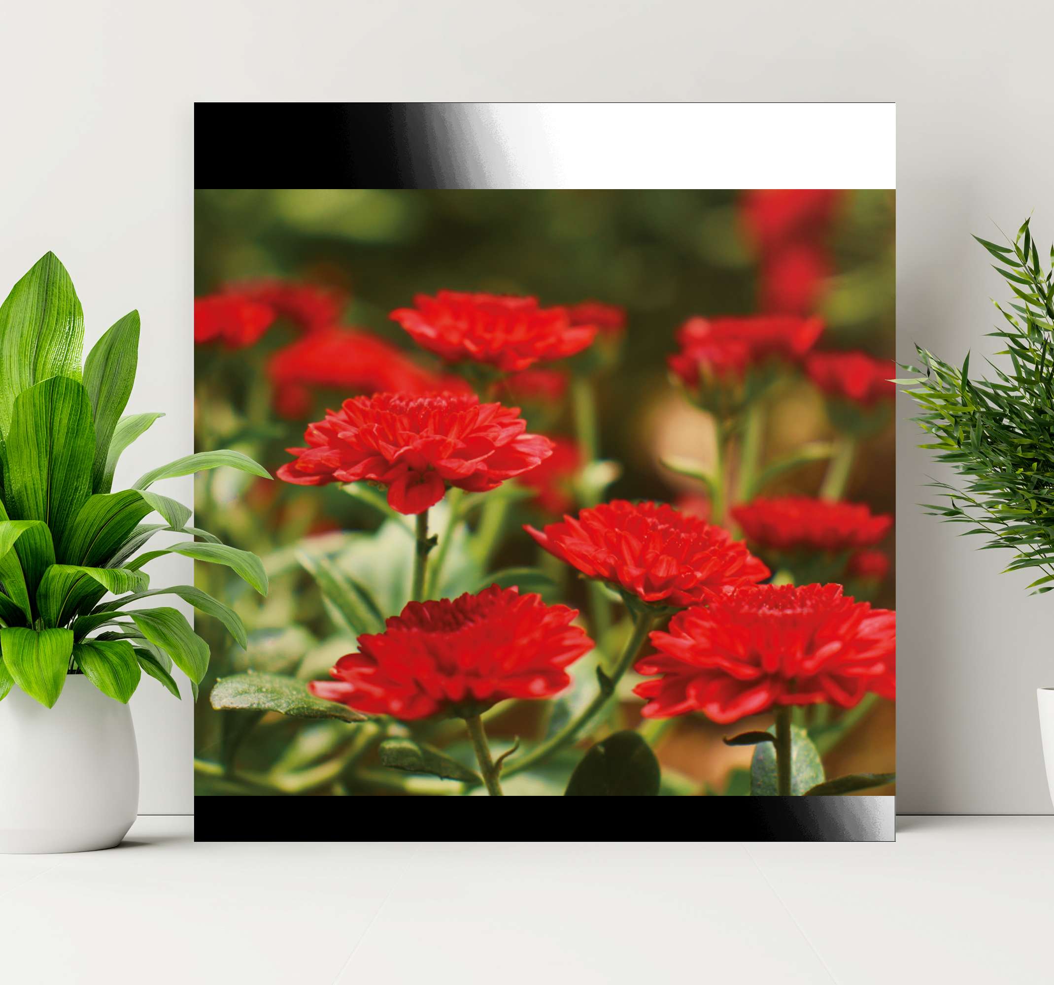 Quadro Decorativo de flores Flor alemão cravo vermelho - TenStickers