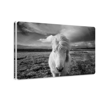 Paarden schilderij op canvas wit paard - TenStickers