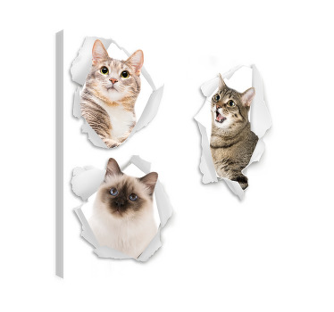 Kiscicák trampantojo vászon macskák - TenStickers