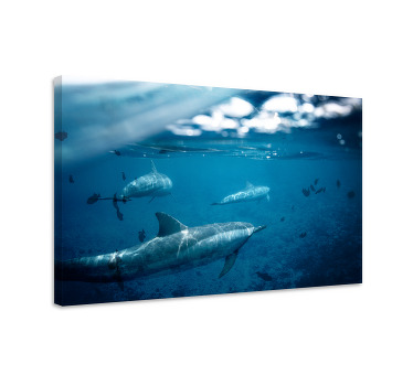 Wandbild fische delfine und fische - TenStickers