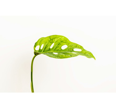 Monstera leaf canvas which features a stunning image of a leaf from a Monstera (Swiss Cheese) Plant. Sign up for 10% off.