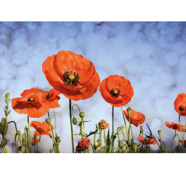 One simple but amazing Poppy flower canvas print. Just suitable and fitting for a living room and office. It is printed in high quality finish.
