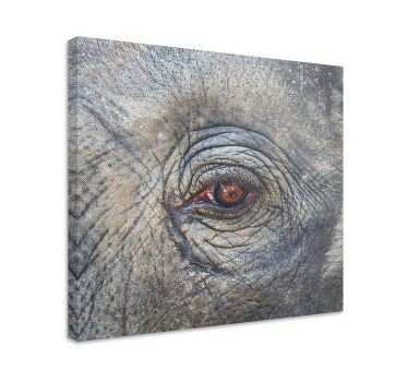 Elefant øje tæt på lærred - TenStickers