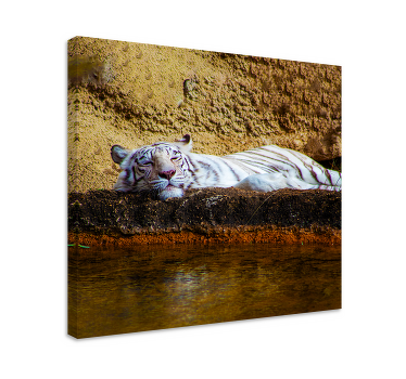 Quadro animais Tigre descansando - TenStickers