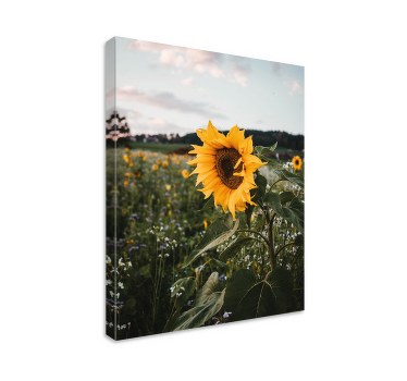 Cuadro de flores Paisaje de flor de sol - TenVinilo