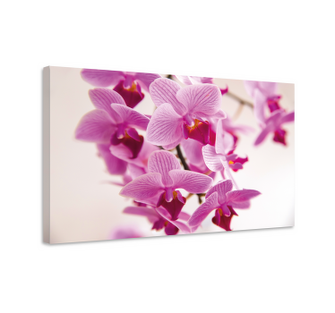 Cuadro de flores Flor de orquídea brillante - TenVinilo