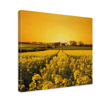 Leinwandbild Blume Gelbes blumenfeld - TenStickers