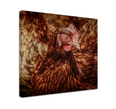 Serious brown chicken bird canvas art - TenStickers