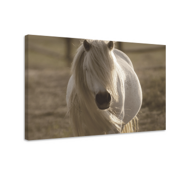 Wandbild Tier Pferd mit weißem gesicht - TenStickers
