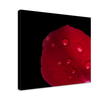 Raudonų rožių raštas su vandens lašų gėlių drobėmis - „Tenstickers“