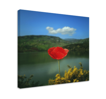 Cuadro de flores Amapolas rojas con el cielo de fondo - TenVinilo
