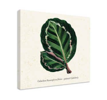 Leinwand Pflanzen calathea-blattillustration - TenStickers