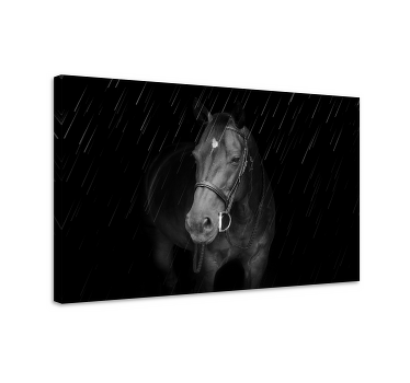 Værdig hest i regnhesten lærred - TenStickers