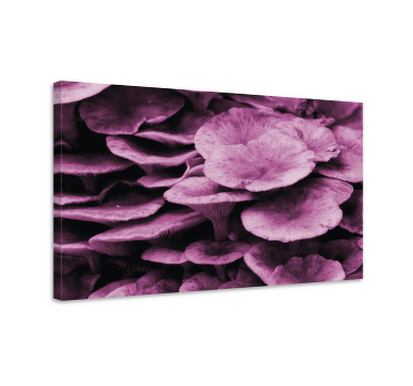 Ružové huby žiabre na plátne - Tenstickers