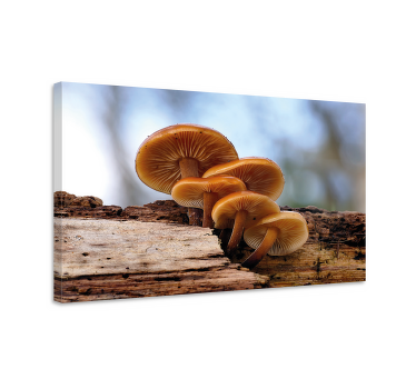 Kunst auf Leinwand Orangenschale waldpilz - TenStickers