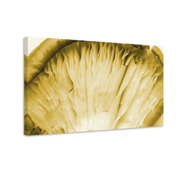 Yellow mushroom gills canvas art prints - TenStickers