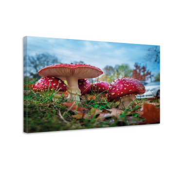 Piros légy gomba vászon művészeti nyomatok - TenStickers