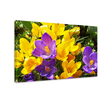 Leinwandbild Blume Wilder lila und gelber krokus - TenStickers