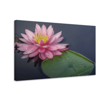 Elegant pink Nuphar flower canvas - TenStickers