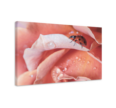 Cuadro animales Elegante estilo mariquita flor rosa - TenVinilo