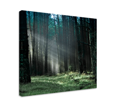 Tableau arbres lumière mystique de la forêt - TenStickers