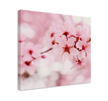 Leinwandbild Blume Rosa blütenfotografie kunst - TenStickers