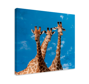 Giraffes Trio Portrait animal canvas wall art - TenStickers