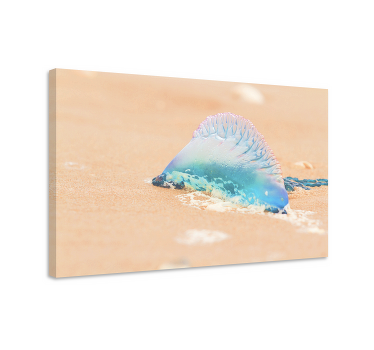 Quadro animais "caravela" portuguesa realista - TenStickers