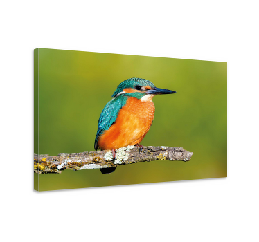 Kingfisher photo bird canvas prints - TenStickers