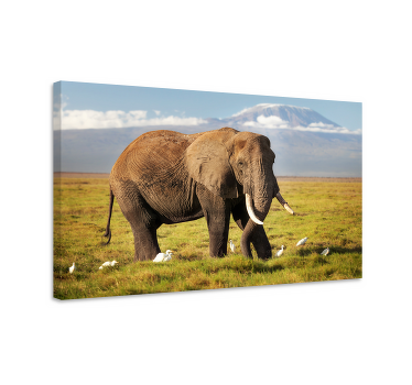 Kilimanjaro elephant elephant wallart - TenStickers