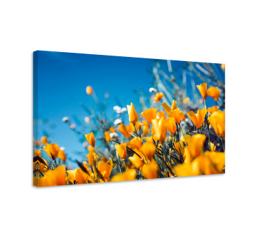 Tableau fleurs pavots de Californie - TenStickers