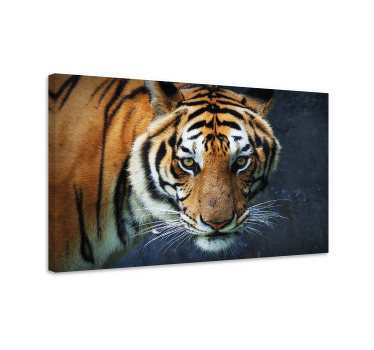 Tiger photography animal canvas prints - TenStickers