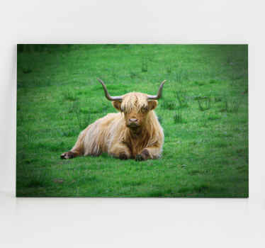 Cuadro animales Vaca de las tierras altas en el campo - TenVinilo