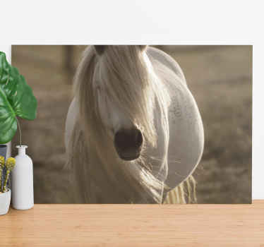 Wandbild Tier Pferd mit weißem gesicht - TenStickers