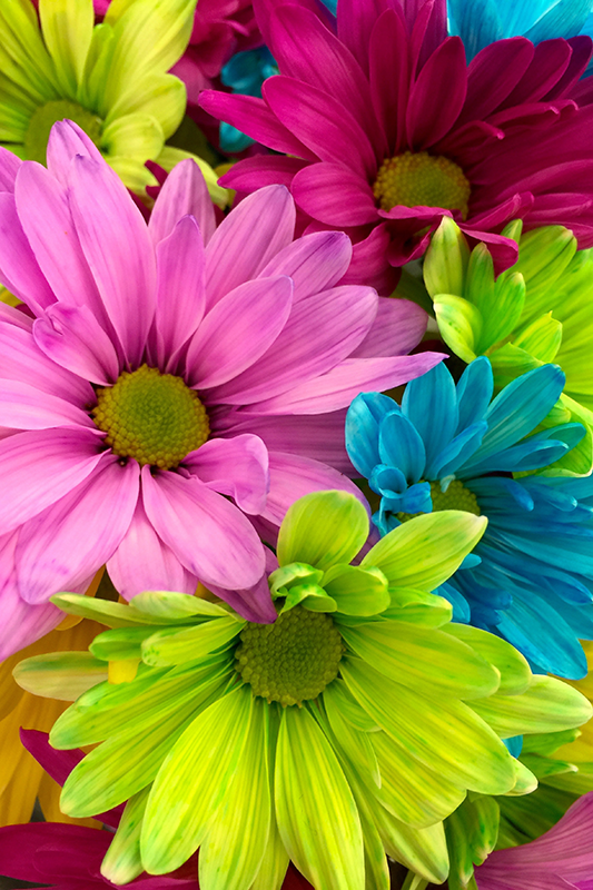 Flores pintura Flores coloridas - TenVinilo