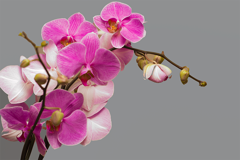 Quadro Decorativo de flores Orquídea roxa - TenStickers