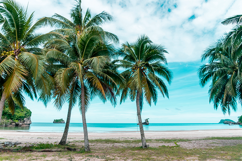 Leinwandbild Landschaft sand palmen TenStickers - strand Meer