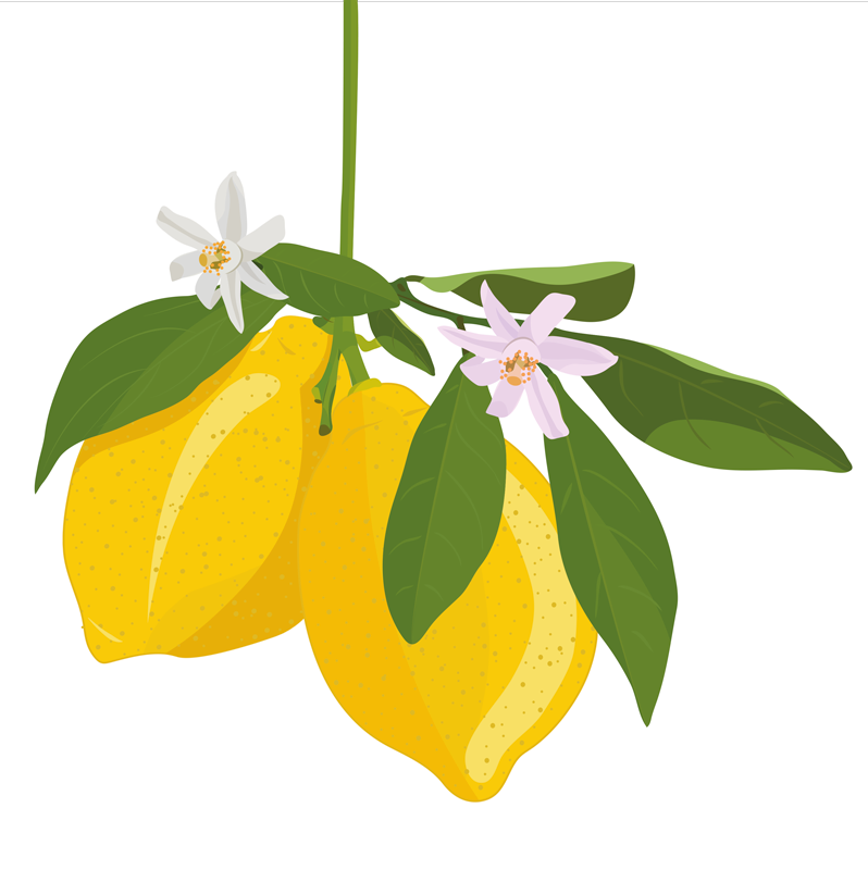 Lemon tree fruit canvas art - TenStickers