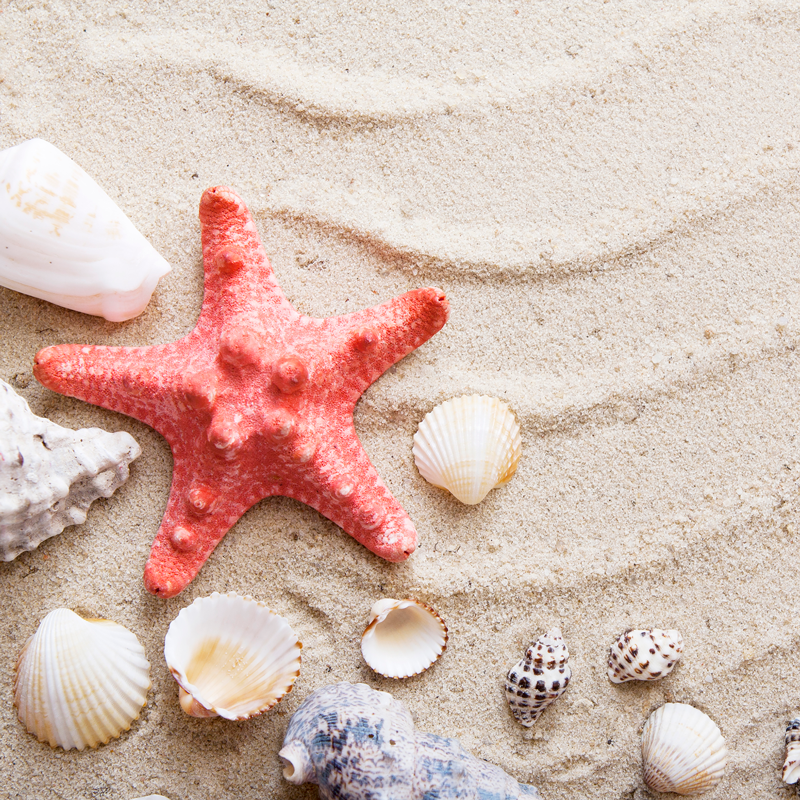 Canvas Wall Art Seashell Starfish on Beach Picture : : Home