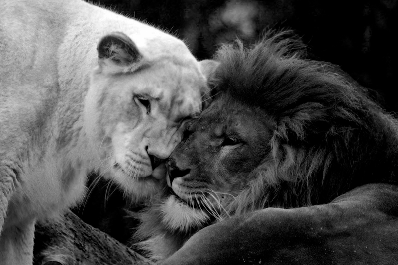 Black and white lions couple animal canvas - TenStickers