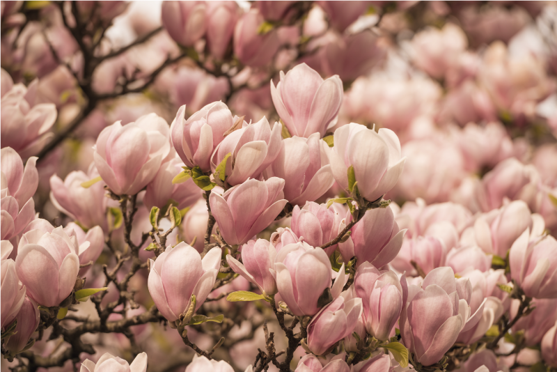 Cuadro flores Magnolia rosa - TenVinilo