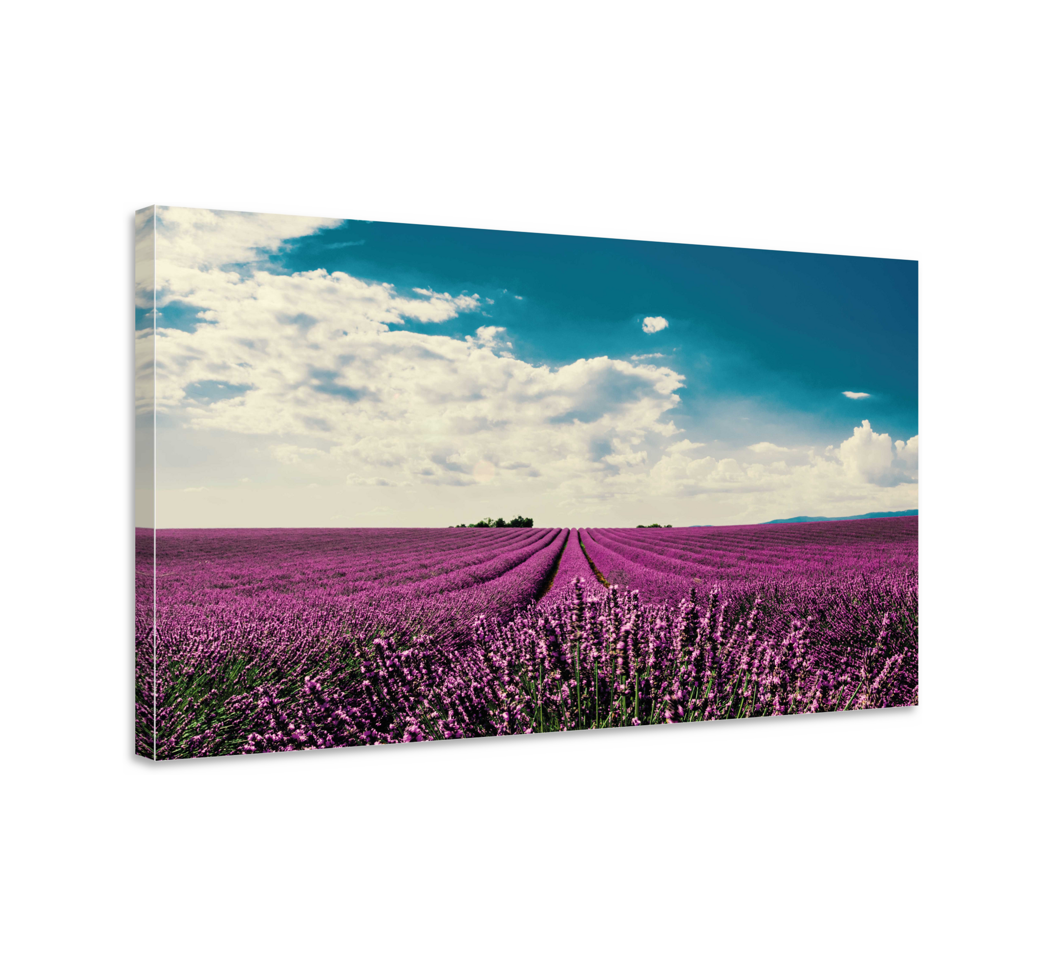 Quadro Decorativo de flores Urze sunfall TenStickers. Quadro Decorativo de flores Urze sunfall. Tela de flores de urze sunfall. Céu azul com nuvens. Campo rosa com flores detalhadas. Decore com facilidade. Obtenha com envio imediato!