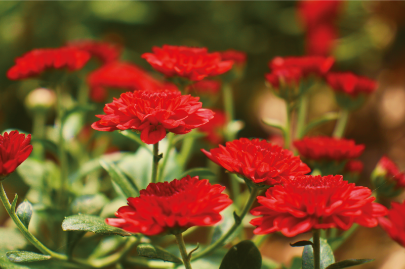 Quadro Decorativo de flores Flor alemão cravo vermelho - TenStickers