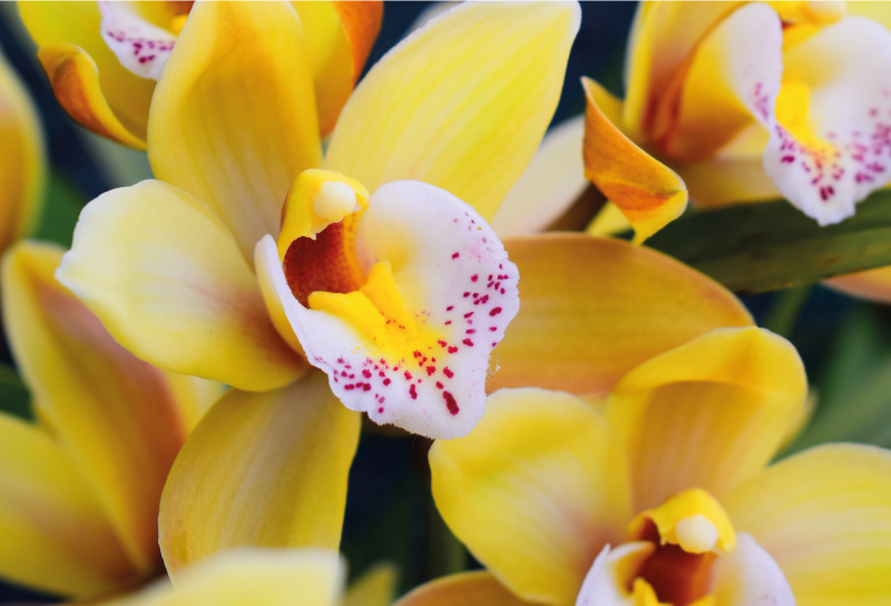 Cuadro flores Flor de la orquídea de la naturaleza - TenVinilo